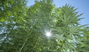 canapa-campo-sostenibile_cannabis_light-h4cbd