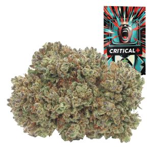 canapa light critical plus CBD fratelli green