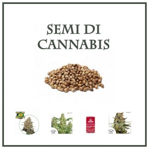 semi cannabis