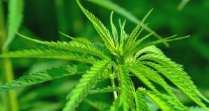 cannabis cbd legale cbn cannabinolo