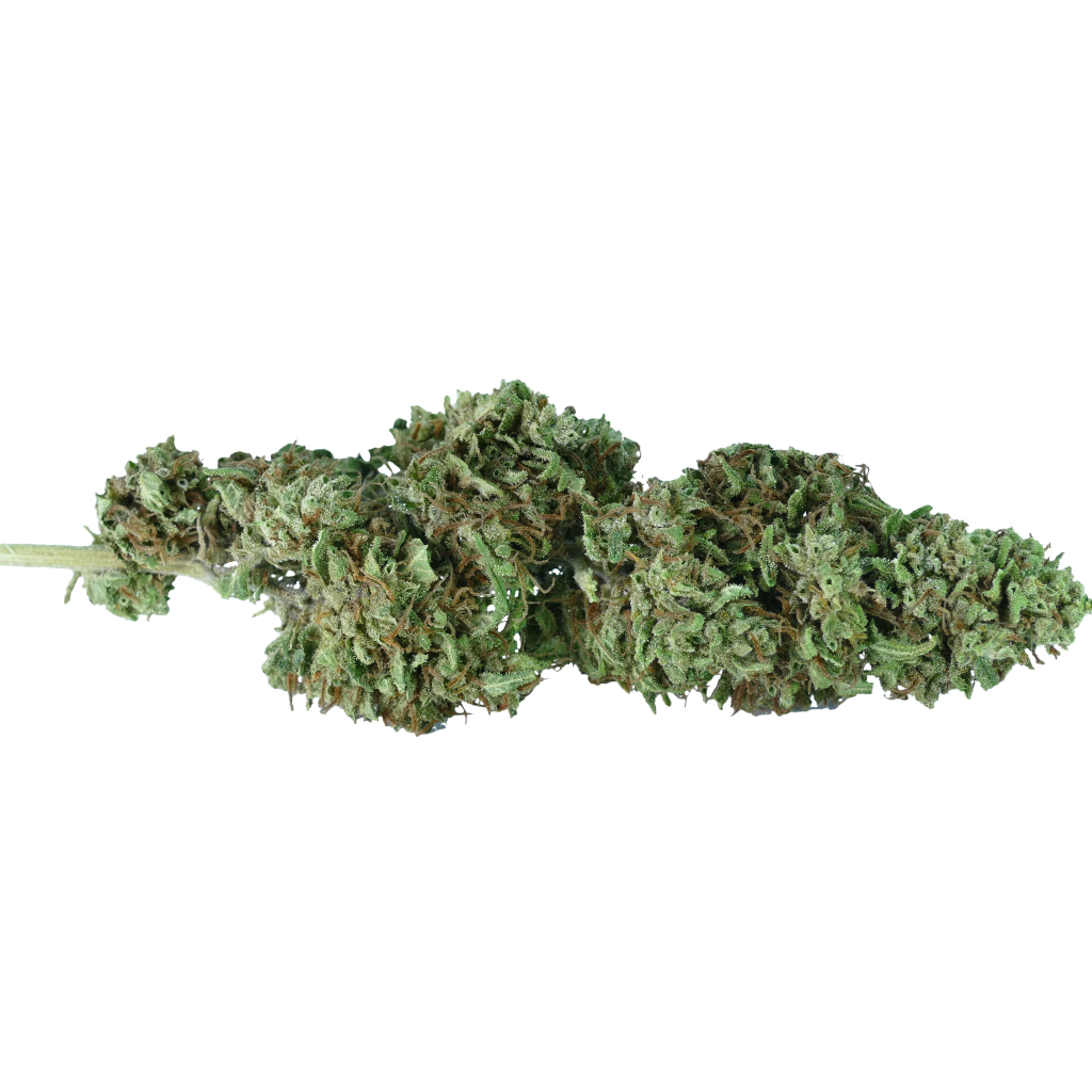 cannabis light cbd Super-Lemon-clorofilla canapa legale