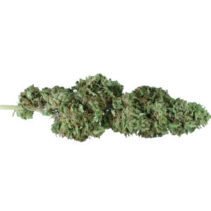 cannabis light cbd Super-Lemon-clorofilla canapa legale
