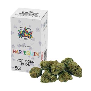 harlequin pop corn buds flower farm small