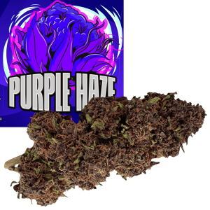 purple haze clorofilla canapa cbd