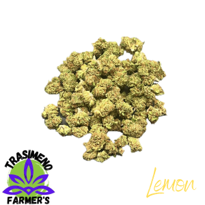 cannabis light lemon small bud trasimeno farmer's