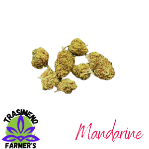 cannabis light canapa mandarine big bud trasimeno farmer's