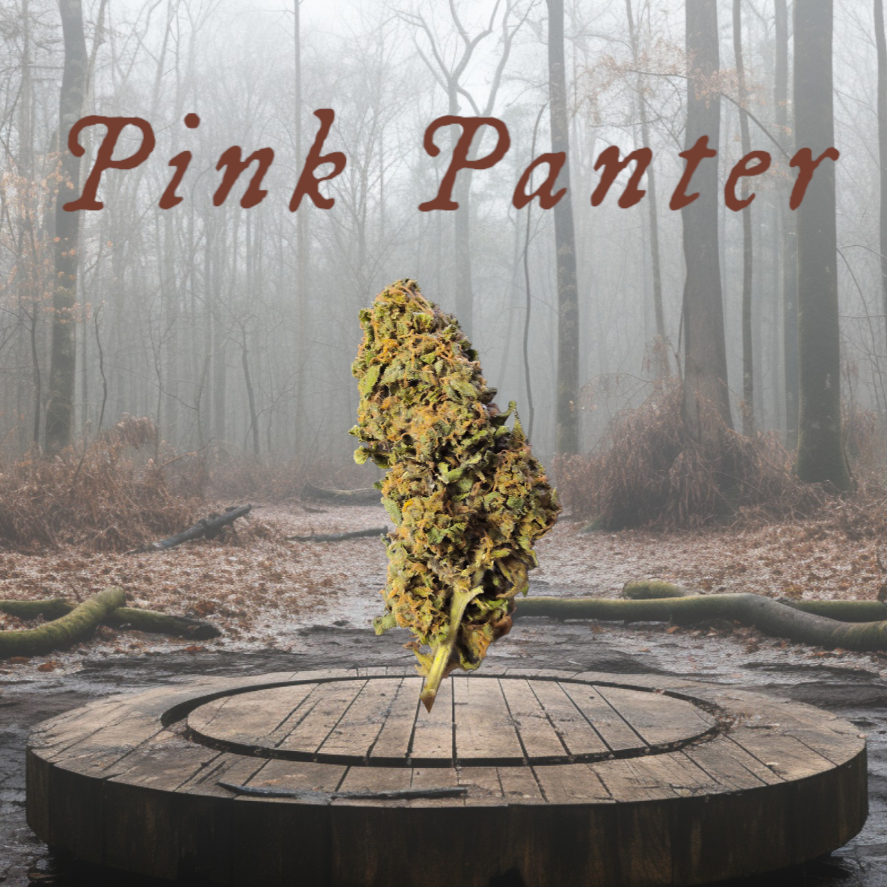 pink panter cbd domina farm erba legale pink panter domina farm