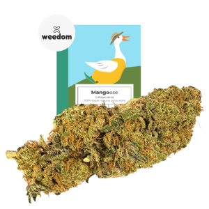 cannabis light iindoor mangoose canapa legale weedom