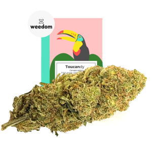 canapa premium quality toucandy weedom