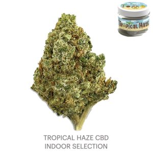 TROPICAL HAZE cannabis indoor cbd trinacria hemp.001