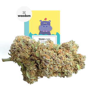 canapa indoor hyppurple weedom cannabis purple cbd elevato