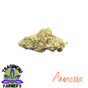 canapa amnesia