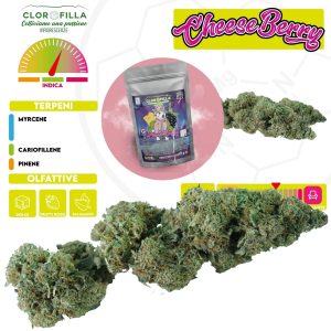 cheeseberry cannabis light cbd clorofilla shop