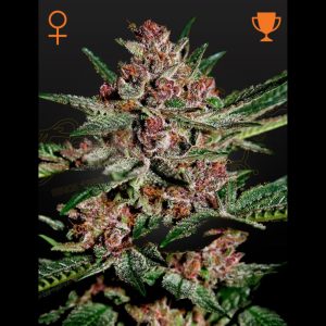 semi di cannabis feminizzati con thc bubba kush green house seeds