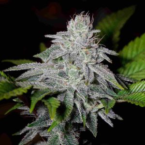 semi di cannabis franco's lemon cheese green house seeds bank