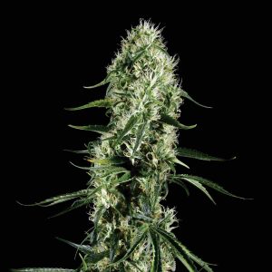 semi di cannabis thc super silver haze green house seeds
