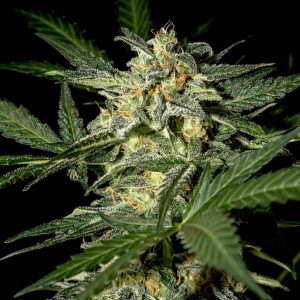 semi di cannabis thc femminizzati autofiorenti white widow green house seeds