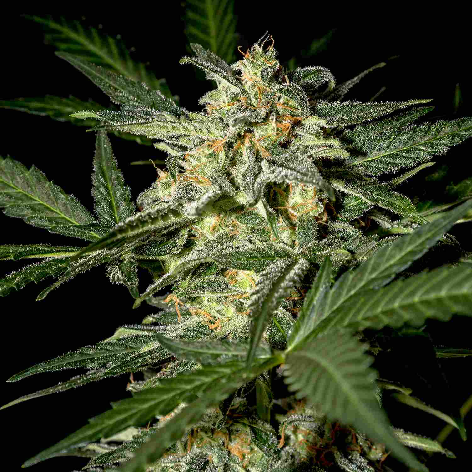 low_WhiteWidowAuto03 semi di cannabis thc femminizzati autofiorenti white widow green house seeds
