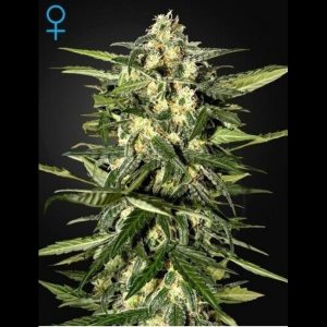semi autofiorenti femminizzati jack herer green house seeds